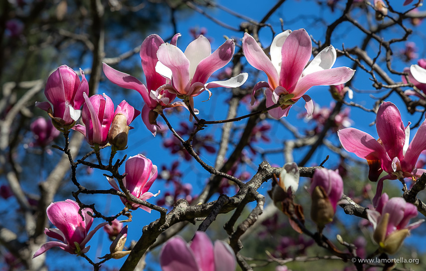 Magnolie soulangeana