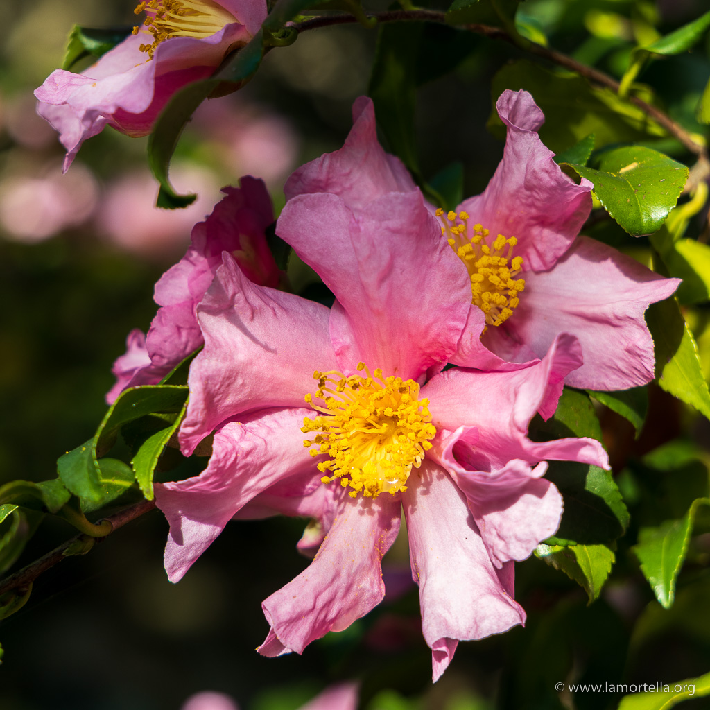 Camellia Cleopatra