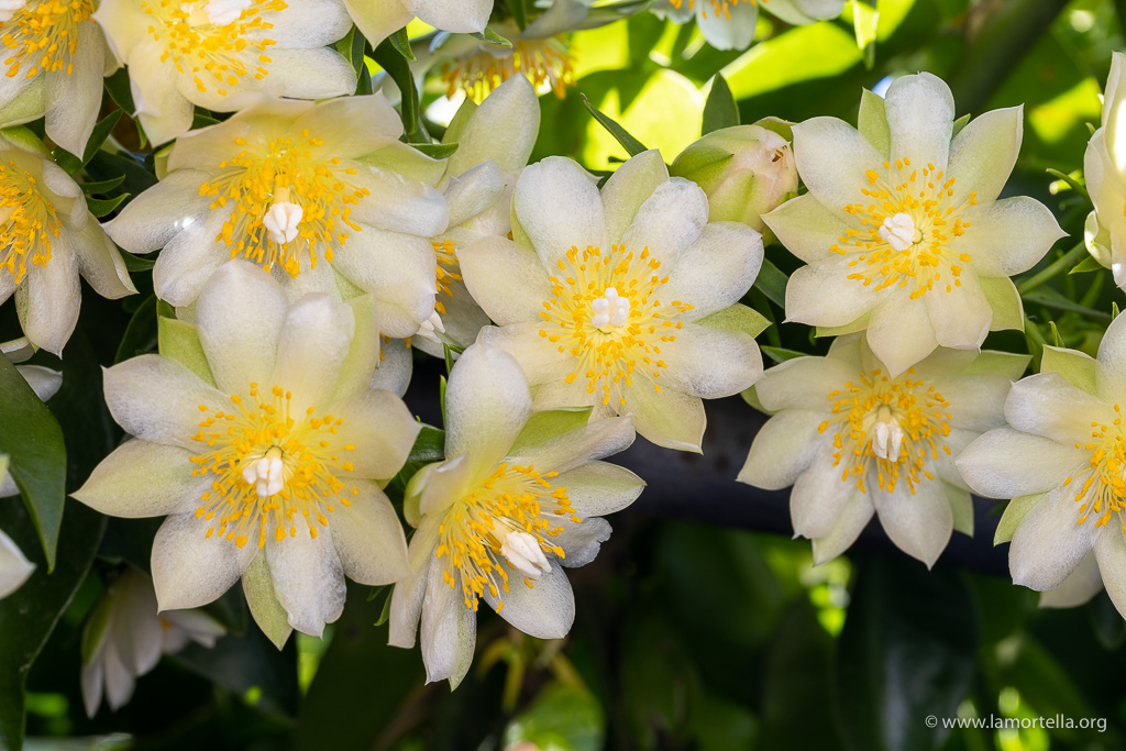 Pereskia aculeata