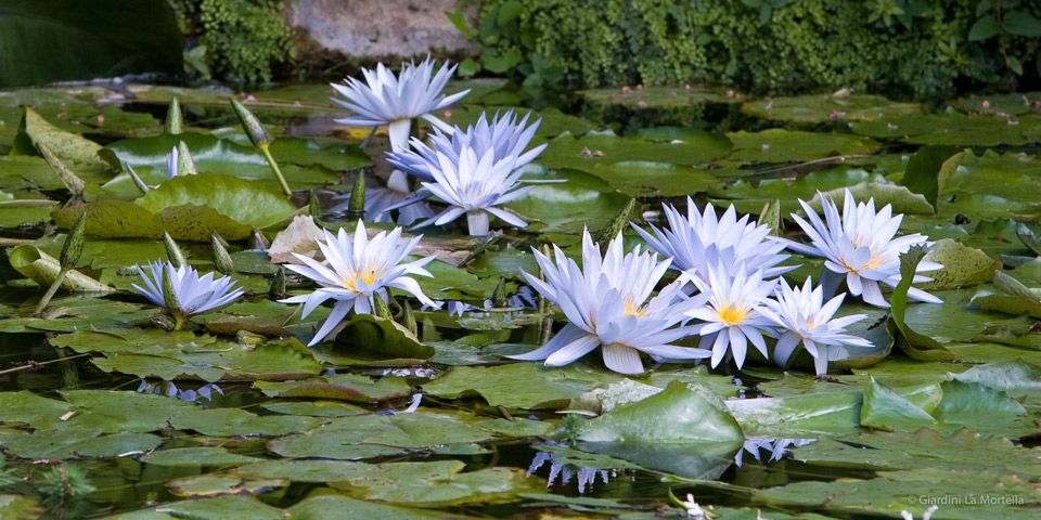 Fioritura di Nymphaea caerulea nella Cascata del coccordillo