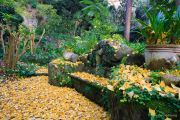 ginkgo-biloba-02