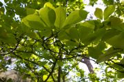 gli-alberi-08