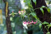 liriodendron-ed-epifite-04