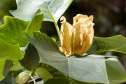 liriodendron-ed-epifite-08