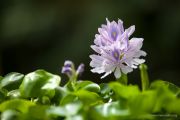piante-acquatiche-02