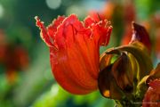 spathodea-campanulata-03