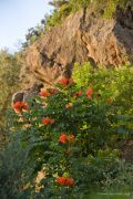 spathodea-campanulata-06