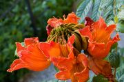 spathodea-campanulata-09