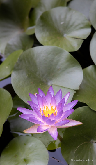 Nymphaea 'Fay McDonald'