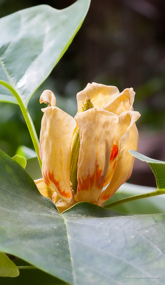 Fiori del albero Liriodentron tulipifera