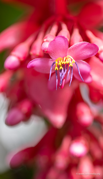 Medinilla magnifica ‘Flamenco'