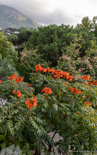Spathodea campanulata in fiore