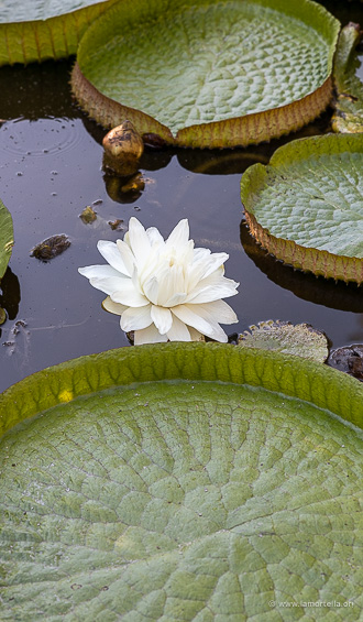 Victoria amazonica