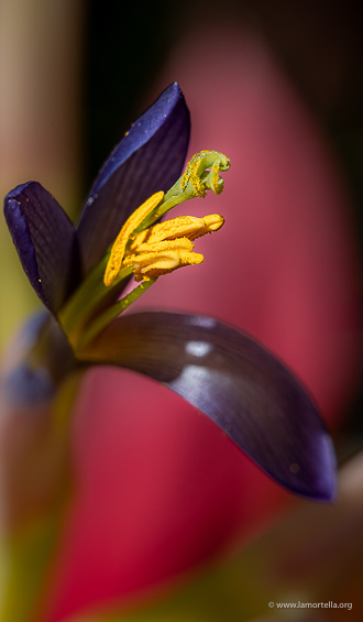 Fioritura di Tilandsia