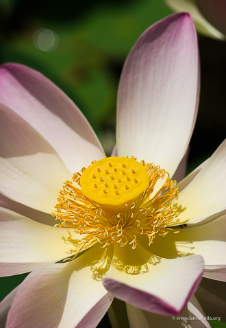 Nelumbo nucifera