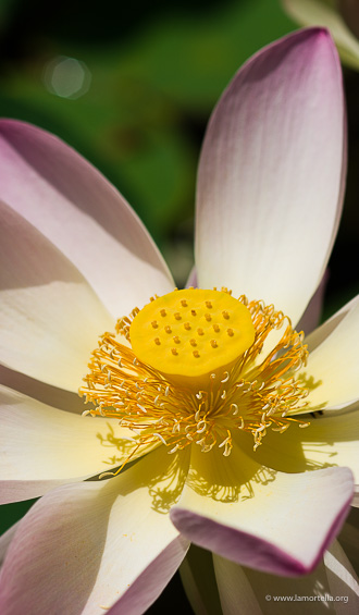 Nelumbo nucifera
