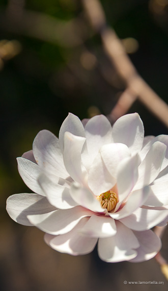 Fioritura di Magnolia